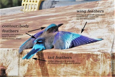 Indian Roller Suan Rot Fai, Bangkok, Thailand