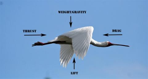 African spoonbill  Knysna, Western Cape