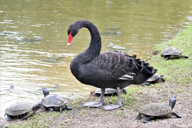 Black Swan Botanic Gardens, Singapore