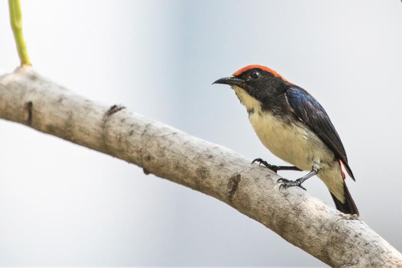 Scarlet-backed flowerpecker