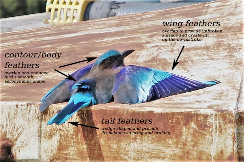 Indian Roller Suan Rot Fai, Bangkok, Thailand