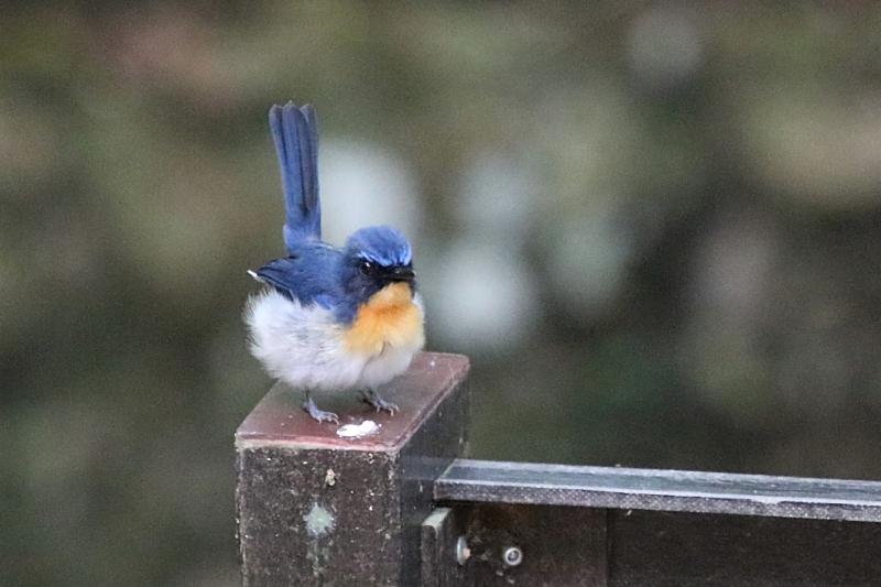 Malaysian Blue Flycatcher Suan Rot Fai, Bangkok, Thailand