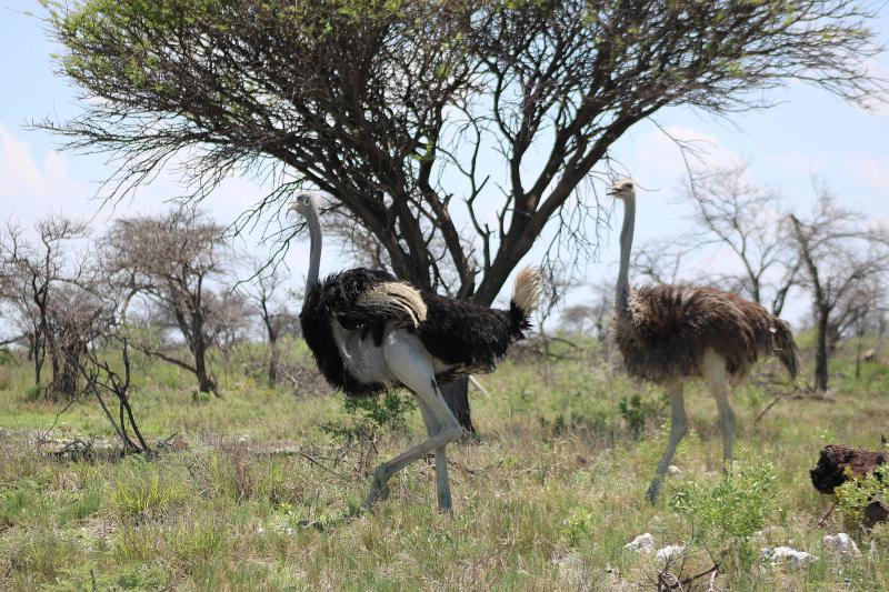 Ostrich Etosha National Park, Namibia