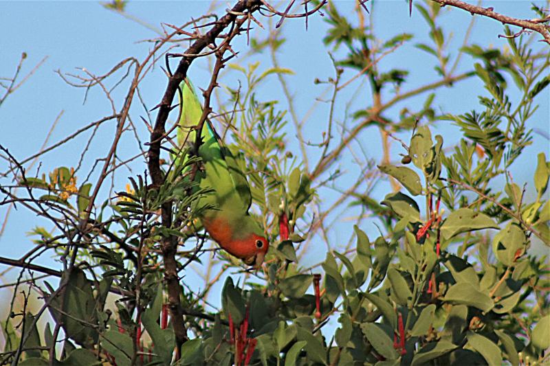 Rosy-faced Lovebird Waterberg Plateau, Namibia