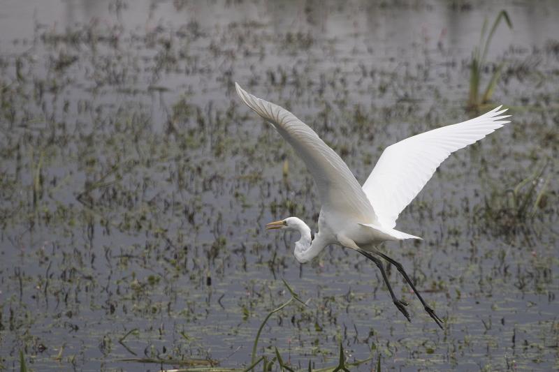 Greater Egret Somerset Levels, UK