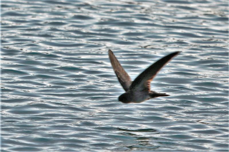 Glossy swiftlet NW Bali, Indonesia