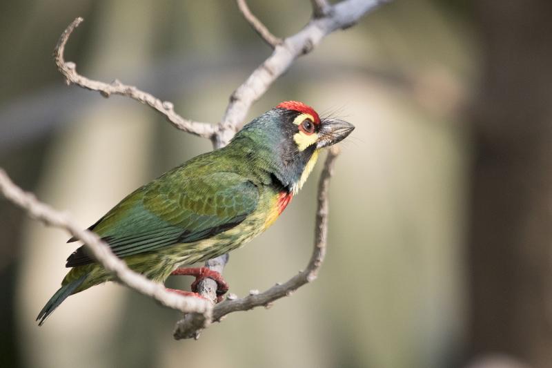 Coppersmith barbet Bangkok, Thailand