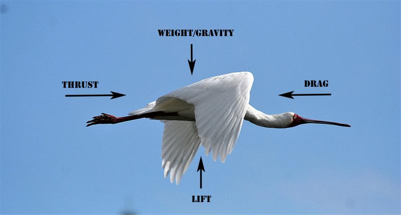 African spoonbill  Knysna, Western Cape