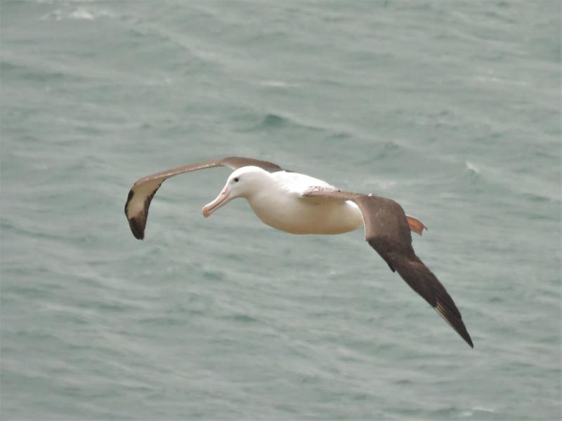 Northern Royal Albatross Otago Penninsula, New Zealand