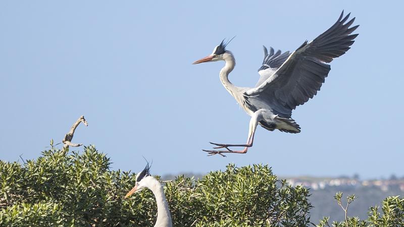 Grey Heron Thesen Island Western Cape