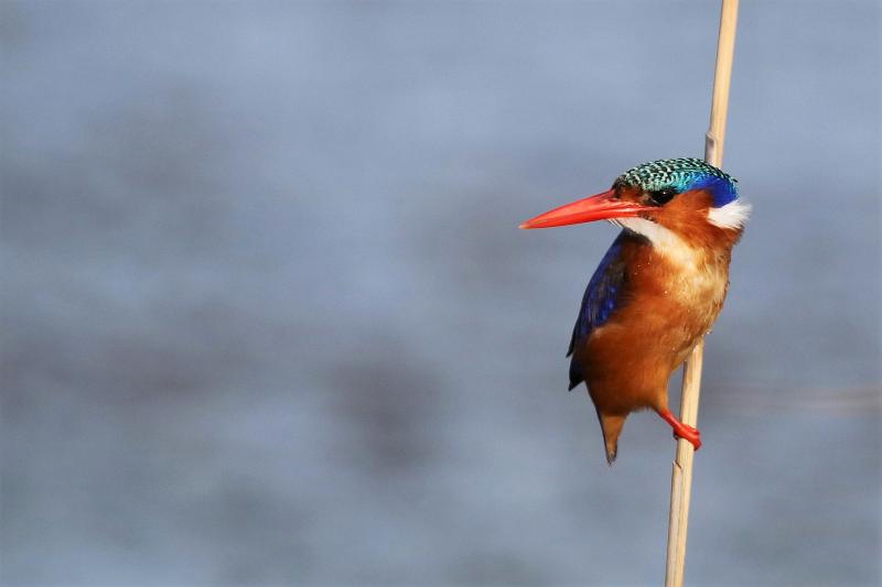 Malachite Kingfisher, Rondelvlei, Sedgefield, South Africa