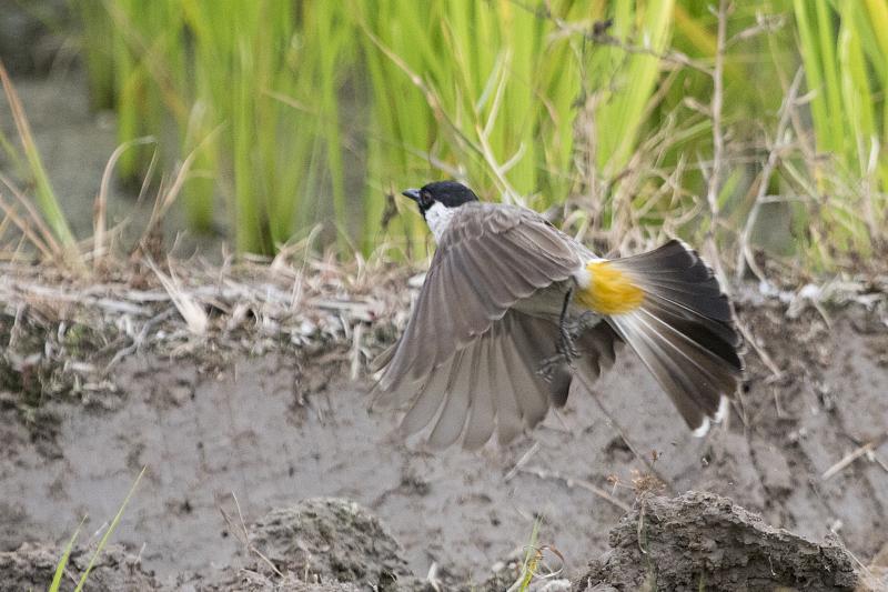Sooty-headed bulbul Samosir Island, Lake Toba, Sumatra