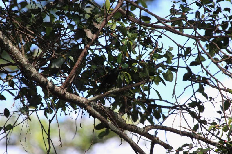Asian glossy starling  Samosir Island, Lake Toba, Sumatra