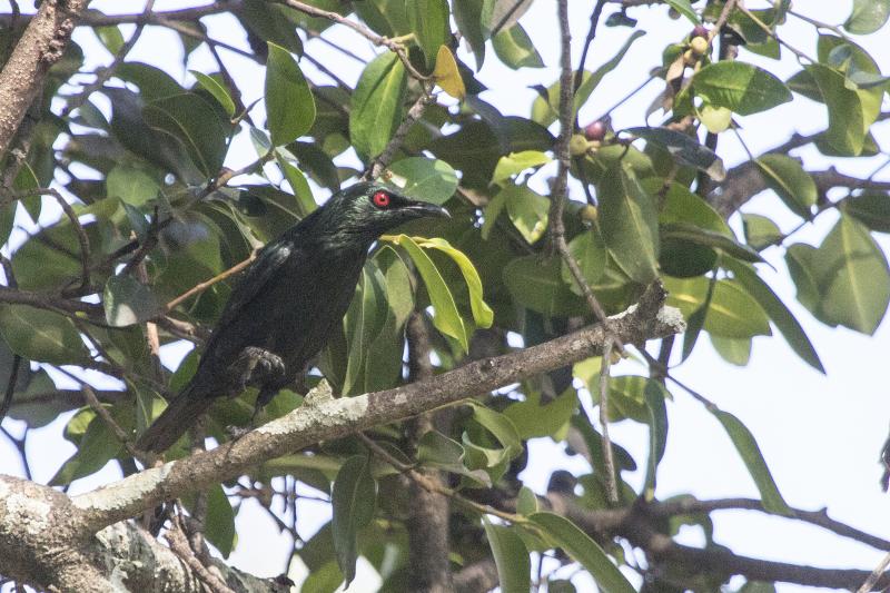 Asian glossy starling Samosir Island, Lake Toba, Sumatra