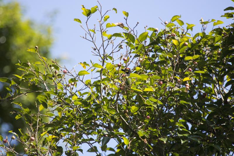 Coppersmith barbet Samosir Island, Lake Toba, Sumatra