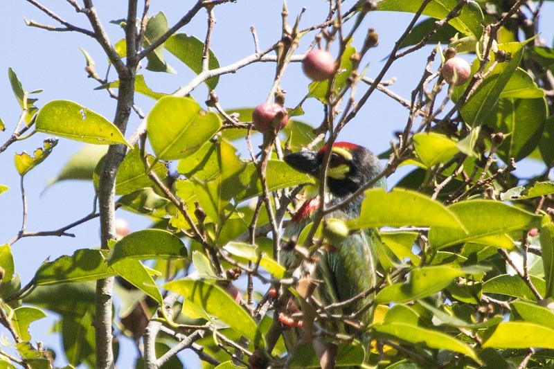 Coppersmith barbet Samosir Island, Lake Toba, Sumatra