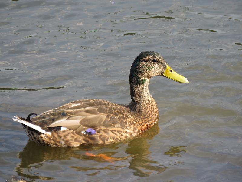Mallard Drake River Vltava, Prague, Czech Republic
