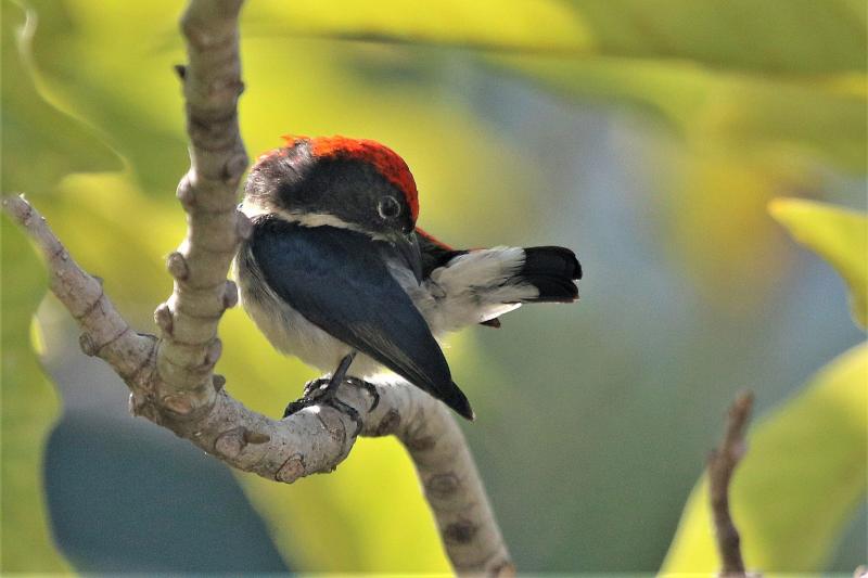 Scarlet-backed Flowerpecker Bangkok Thailand