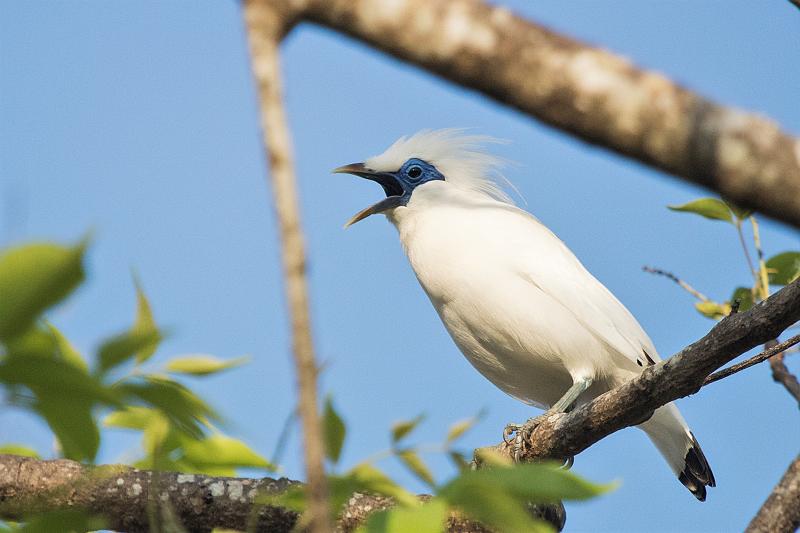 Bali Mynah  Bali Indonesia