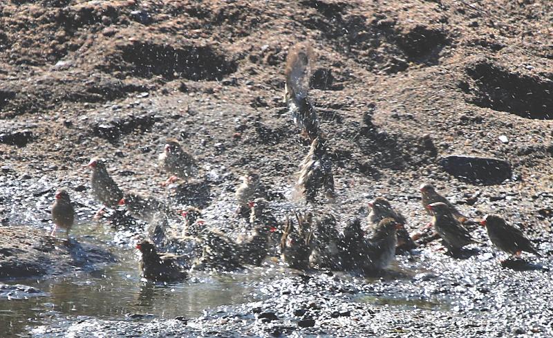 Red-billed Quelea Kruger South Africa