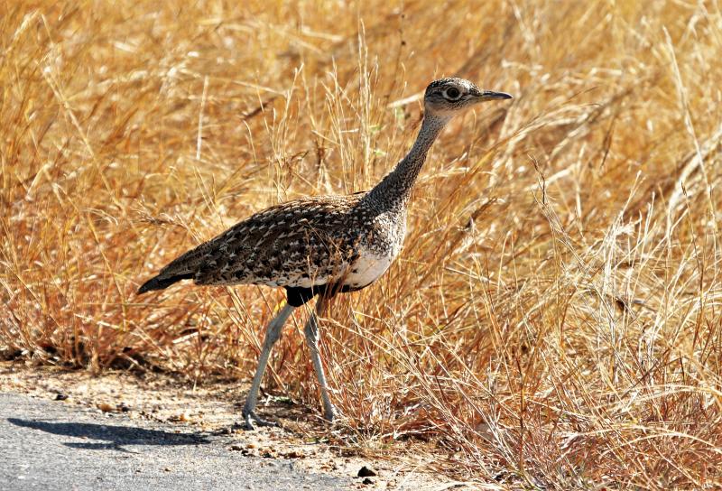 Red-crested Bustard Kruger South Africa