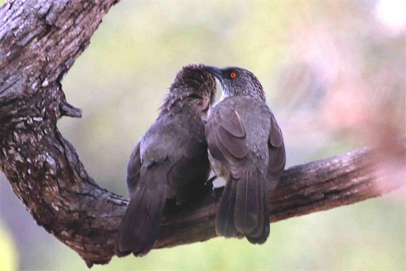 Arrow-marked Babbler Kruger South Africa