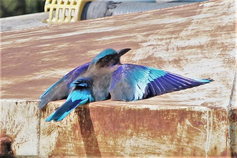 Indian Roller Bangkok Thailand