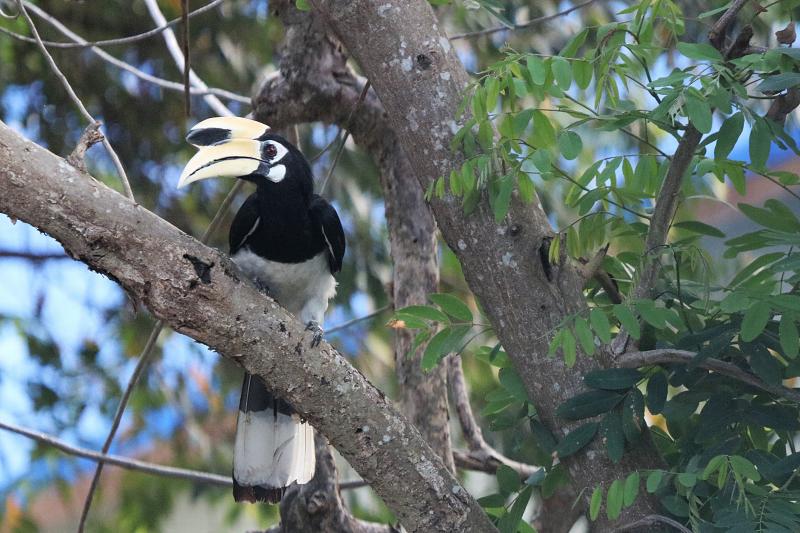 Oriental Pied-hornbill Koh Samet Thailand