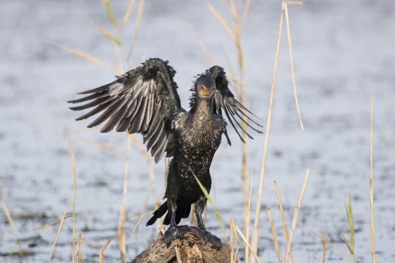 Reed Cormorant Bo-Langvlei, Western Cape, South Africa