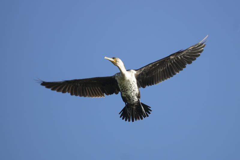 White-breasted Cormorant Incaha Island Mozambique