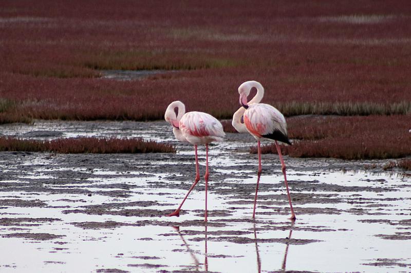 Greater Flamingo Walvis Bay Namibia