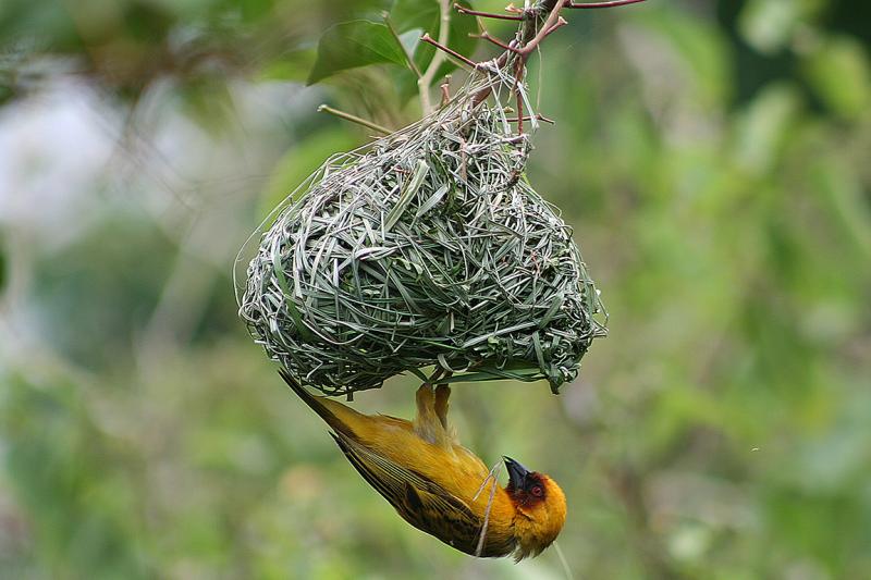 Cape Weaver Montague South Africa