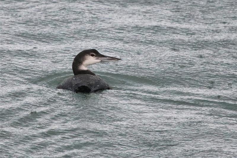 Great Northern Diver  Brixham Breakwater South Devon UK