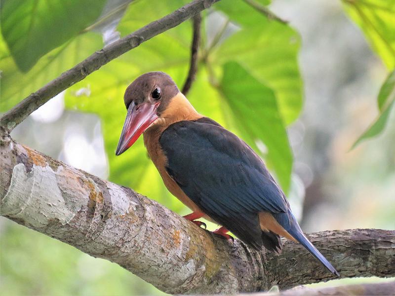 Stork-billed Kingfisher Singapore Botanic Gardens