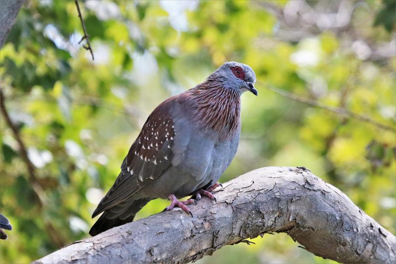 Speckled Pigeon Drakensberg South Africa