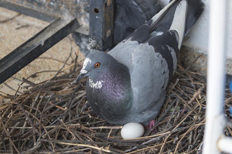 Feral Pigeon Bangkok Thailand
