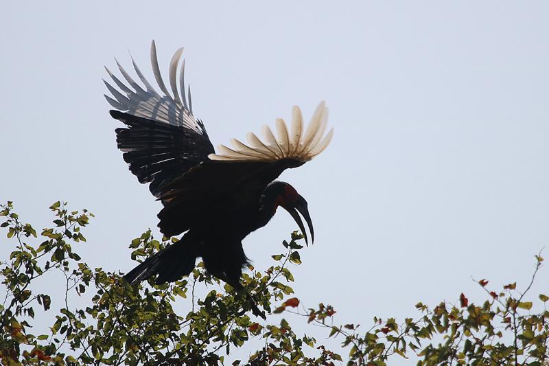 Southern Ground Hornbill Kruger South Africa