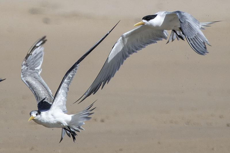 Greater Crested Tern Goukamma River Estuary South Africa