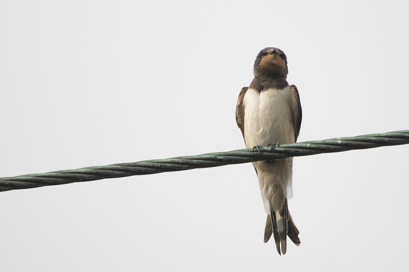 Barn Swallow Southern Scotland UK