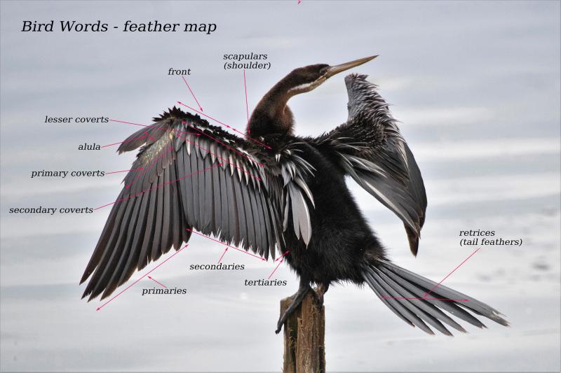 African Darter Bo-langvlei Wilderness South Africa