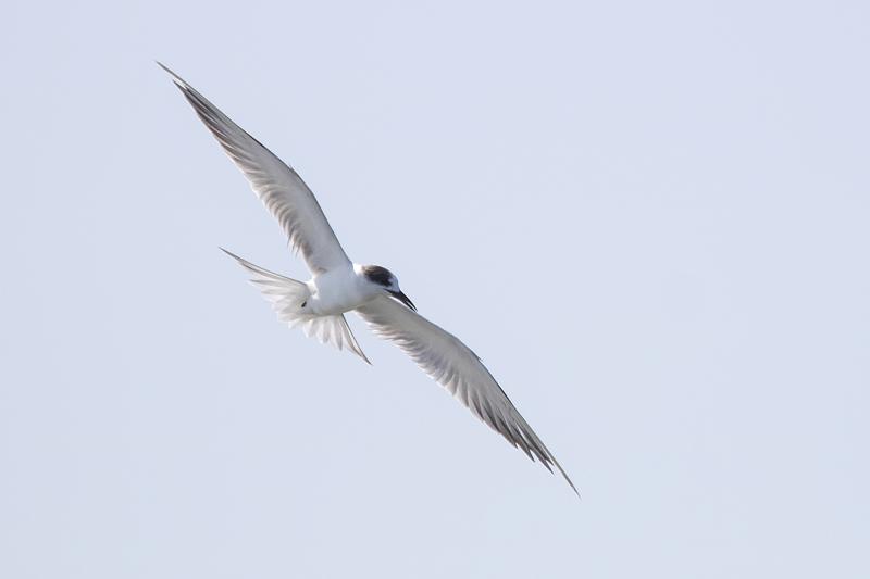 Common Tern Gulf of Thailand