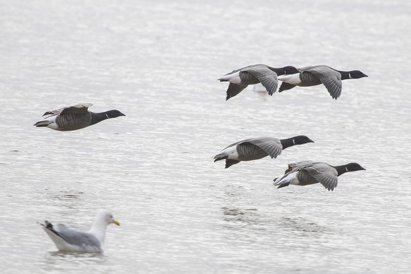 Brent Goose Exe Estuary UK
