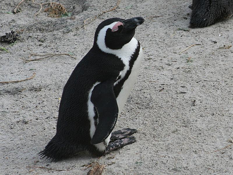 African Penguin South Africa