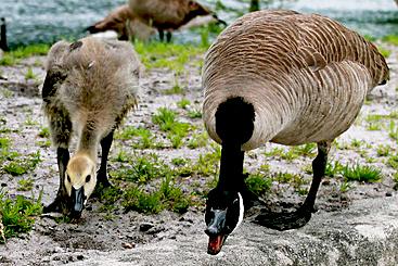 Canada Goose