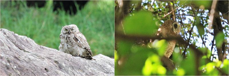 Spotted Eagle Owl  African Wood Owl