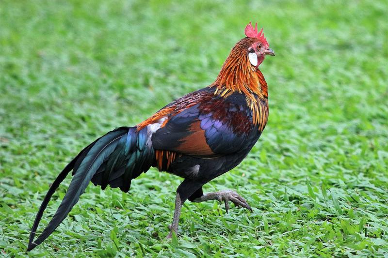 Jungle Fowl Singapore