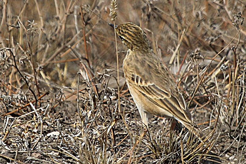 African Pipit Kruger South Africa