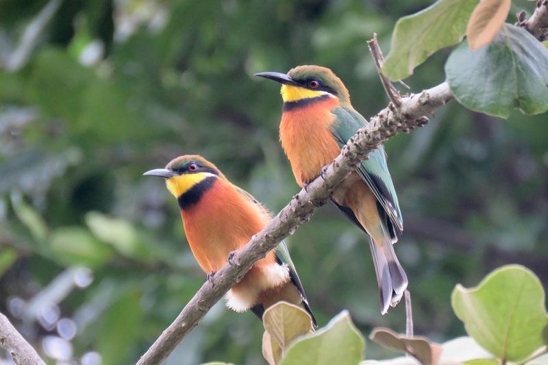 Cinnamon-chested Bee-eater Uganda