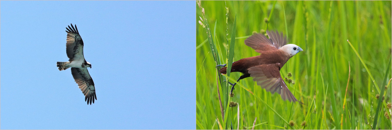 Osprey White-headed Munia