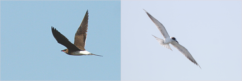 Collared Pratincole Common Tern